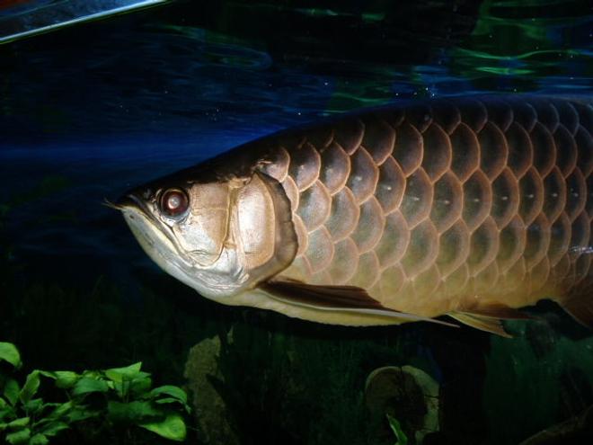 freshwater fish - scleropages jardini - jardini arowana stocking in 250 gallons tank - This is Bruce my Asia Arrowan Crossback Blue base,
She,s 2/1/2 yrs old loves market prawn, super meal worn, woodies and criket. 
She also eats Hiakkari stick.
The big boss of the tank. 
What she wnt she get!!!!!!!!!!!!!!