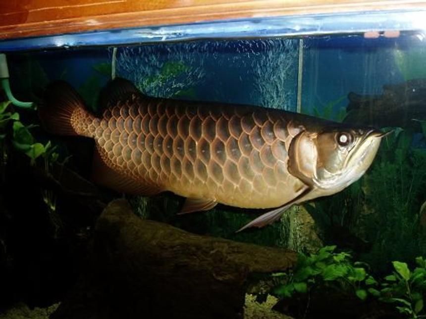 Rated #2: Freshwater Fish - Scleropages Jardini - Jardini Arowana Stocking In 250 Gallons Tank - Here,s another photo of Bruce my baby
Enjoy