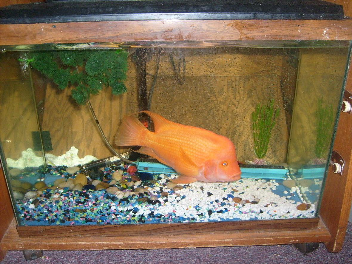 65 gallons freshwater fish tank (mostly fish and non-living decorations) - this is my red devil "butch" he is in a 35 gl tank with basic rock and a few plants. he is not one for a whole lot of decoration he tears things apart!