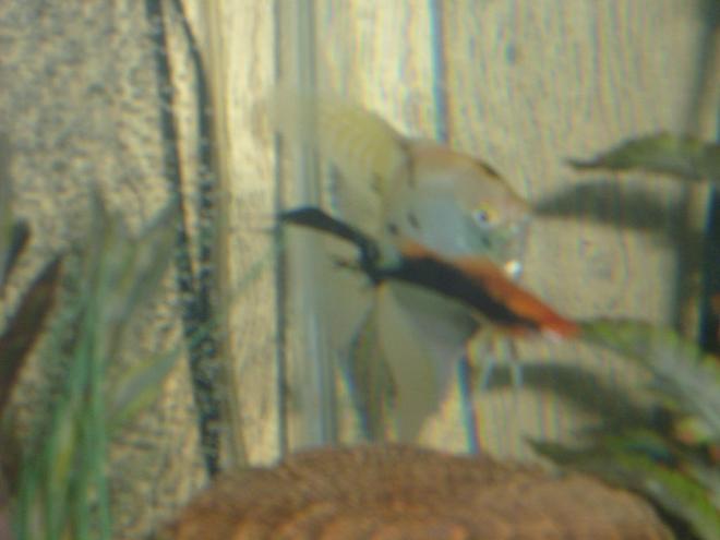 freshwater fish - pterophyllum sp. - koi angel stocking in 65 gallons tank - Female Angle fish and a male sword tail