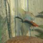 freshwater fish - pterophyllum sp. - koi angel stocking in 65 gallons tank - Female Angle fish and a male sword tail