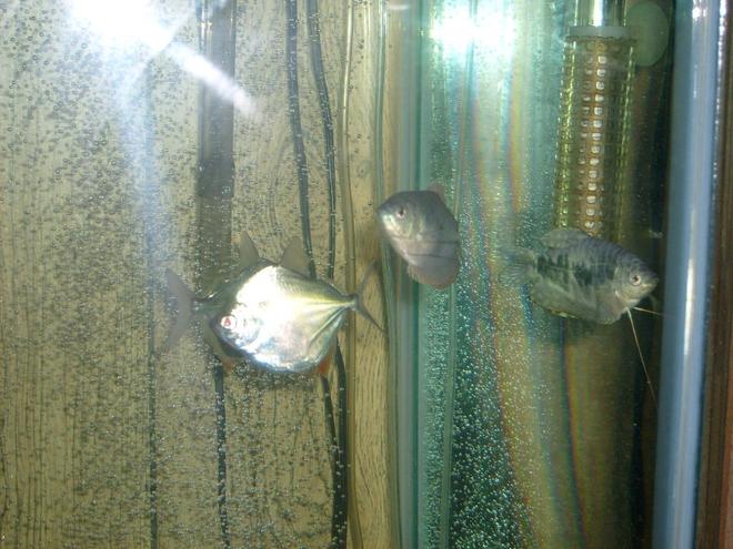 freshwater fish - metynnis argenteus - silver dollar stocking in 65 gallons tank - silver dollars and grommies
