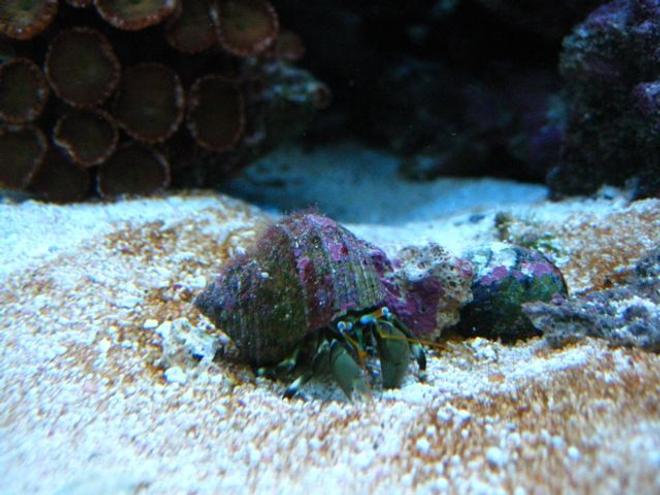 corals inverts - calcinus laevimanus - dwarf zebra hermit crab stocking in 46 gallons tank - Hermit crab grazing in the sand.