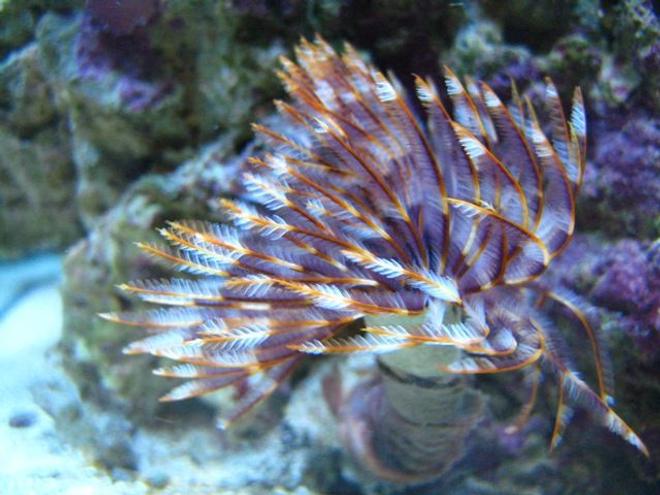 corals inverts - sabellastarte sp. - feather duster stocking in 46 gallons tank - Purple and white feather duster.