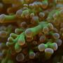 corals inverts - euphyllia paradivisa - frogspawn coral stocking in 65 gallons tank - frogspawn