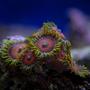 corals inverts - zoanthus sp. - eagle eye zoanthids stocking in 65 gallons tank - zoanthids