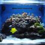 35 gallons reef tank (mostly live coral and fish) - My mini-frag reef tank