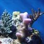 corals inverts - stylophora spp. - stylophora coral stocking in 35 gallons tank - more frags