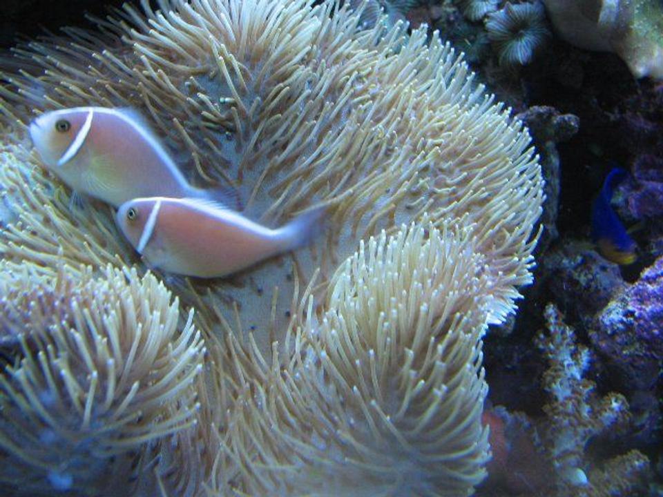 saltwater fish - amphiprion perideraion - pink skunk clownfish stocking in 125 gallons tank - Pink skunk clownfish