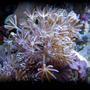 corals inverts - xenia elongata - silver branch pumping xenia stocking in 125 gallons tank - xenia