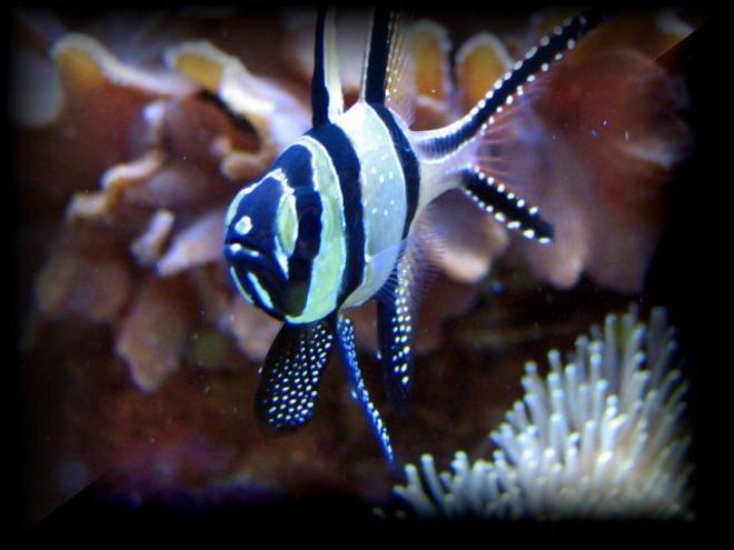 saltwater fish - pterapogon kauderni - kaudern's cardinal stocking in 125 gallons tank - bangaii cardinalfish