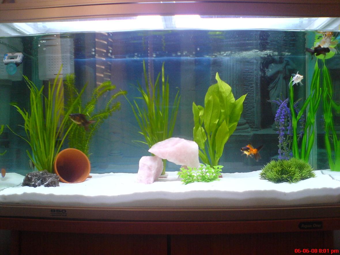 32 gallons freshwater fish tank (mostly fish and non-living decorations) - up 2 date pic of my tank