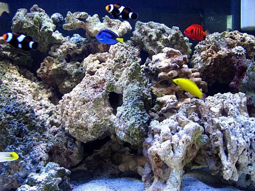 Rated #4: 75 Gallons Saltwater Fish Tank - Various fish