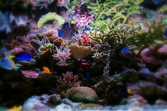 corals inverts - seriatopora stellata - pink thick branch birdsnest coral stocking in 540 gallons tank - nr5