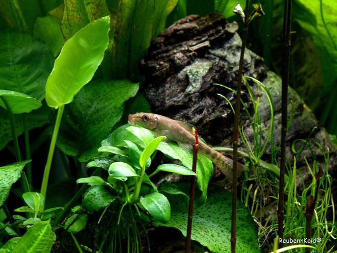 freshwater fish - otocinclus sp. - otocinclus catfish stocking in 6 gallons tank - SunBurnTime