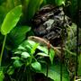 freshwater fish - otocinclus sp. - otocinclus catfish stocking in 6 gallons tank - SunBurnTime