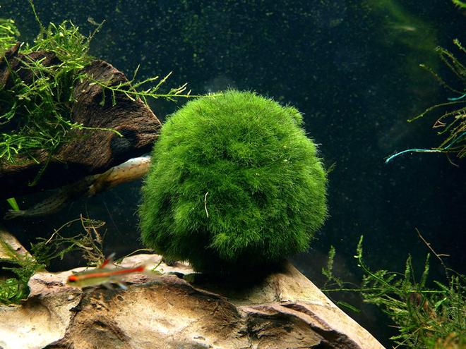 freshwater fish - apistogramma sp. - assorted apistogramma stocking in 6 gallons tank - Dragon Ball