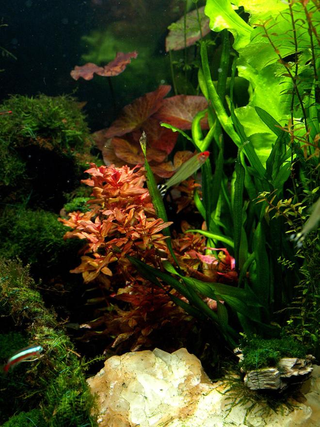 freshwater fish - hemigrammus bleheri - true rummynose tetra stocking in 6 gallons tank - Two Pole