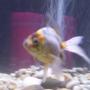 freshwater fish - carassius auratus - fantail goldfish stocking in 10 gallons tank - Wanda a Calico Fantail
