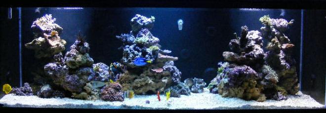 180 gallons reef tank (mostly live coral and fish) - 180g In-wall system