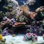 24 gallons reef tank (mostly live coral and fish) - 24g Nano