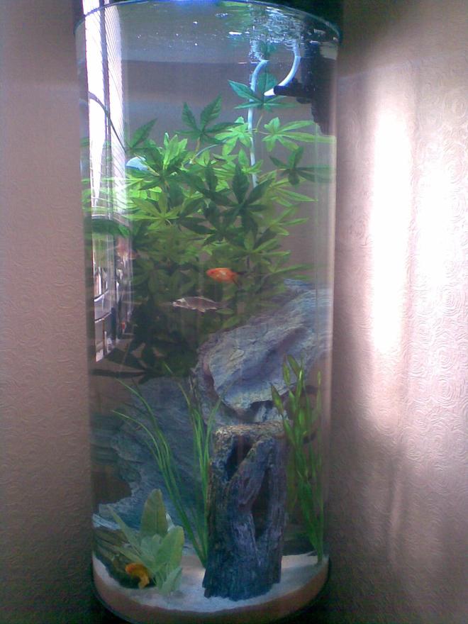 36 gallons freshwater fish tank (mostly fish and non-living decorations) - almost a full length view, for more details see other pic :)