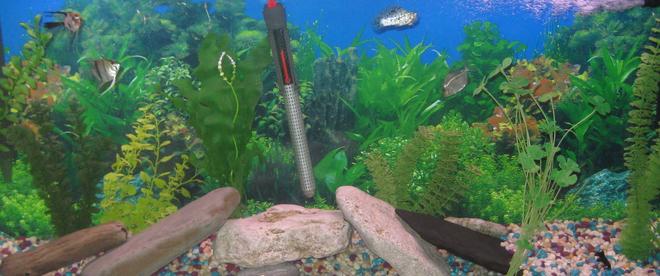 55 gallons freshwater fish tank (mostly fish and non-living decorations) - 55 gallon