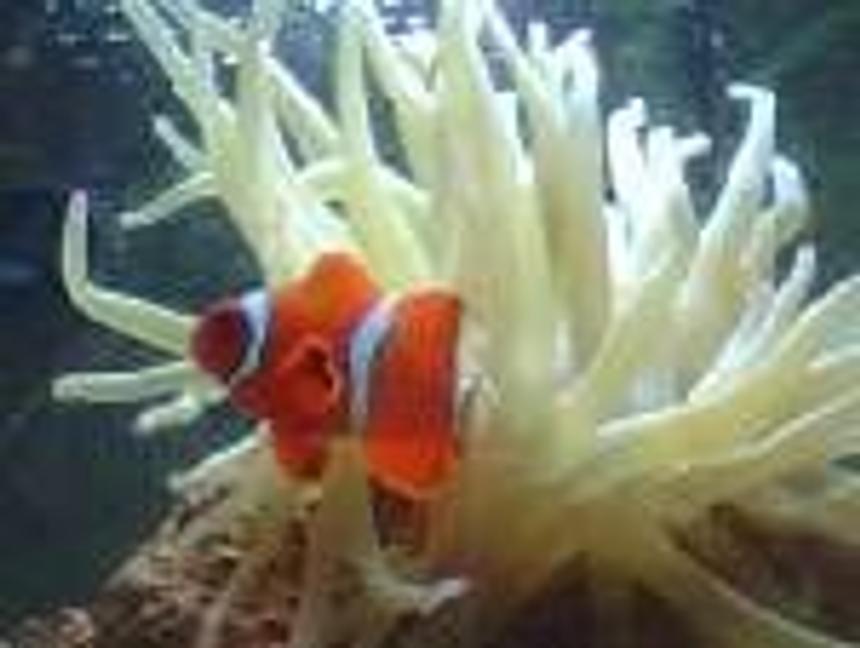 Rated #105: Saltwater Fish - Amphiprion Clarkii - Clarkii Clownfish Stocking In 56 Gallons Tank - MY NEMO