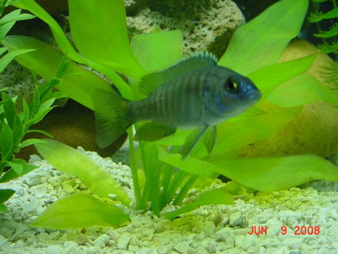 freshwater fish - aulonocara baenschi - sunshine peacock stocking in 75 gallons tank - Sunshine Peacock