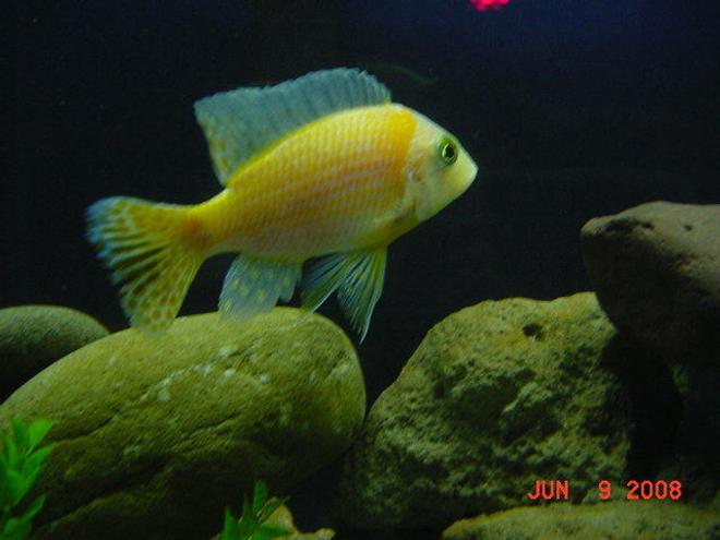 freshwater fish - lavender peacock stocking in 75 gallons tank - Dragons Blood AHA Lavender Peacock as We Call Him, "Max"