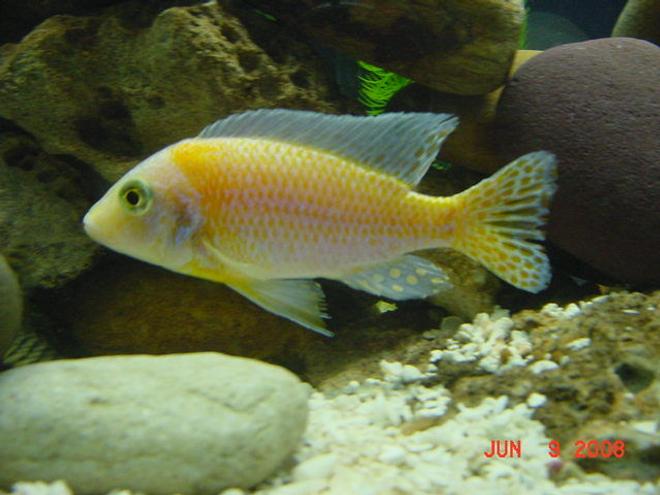 freshwater fish - lavender peacock stocking in 75 gallons tank - Another Shot of Max