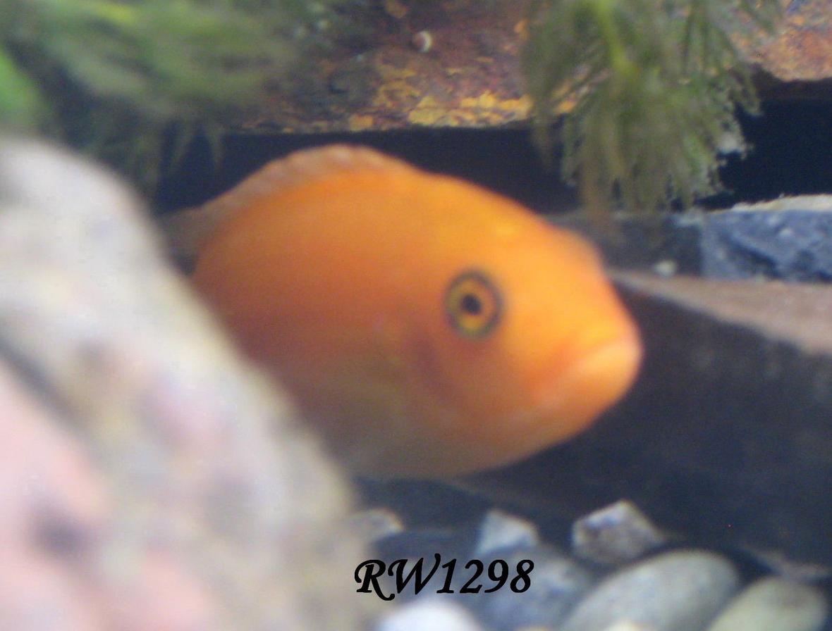freshwater fish - pseudotropheus estherae - red zebra cichlid stocking in 60 gallons tank - whats up
