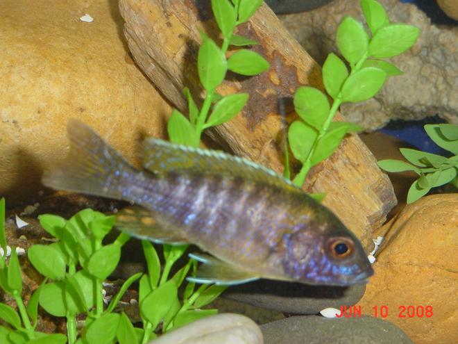 freshwater fish - aulonocara baenschi - sunshine peacock stocking in 75 gallons tank - Sunshine Peacock - Coloring Up  Slowly -