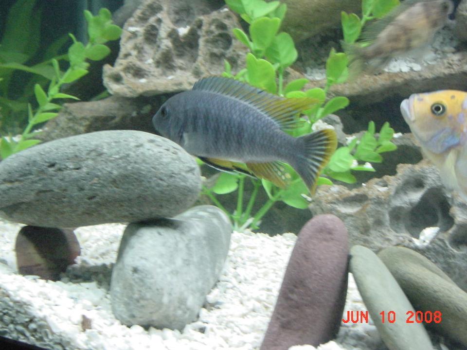 freshwater fish - tropheus duboisi - tropheus cichlid stocking in 75 gallons tank - Tropheus - Hardest Fish to Photograph in The World!!