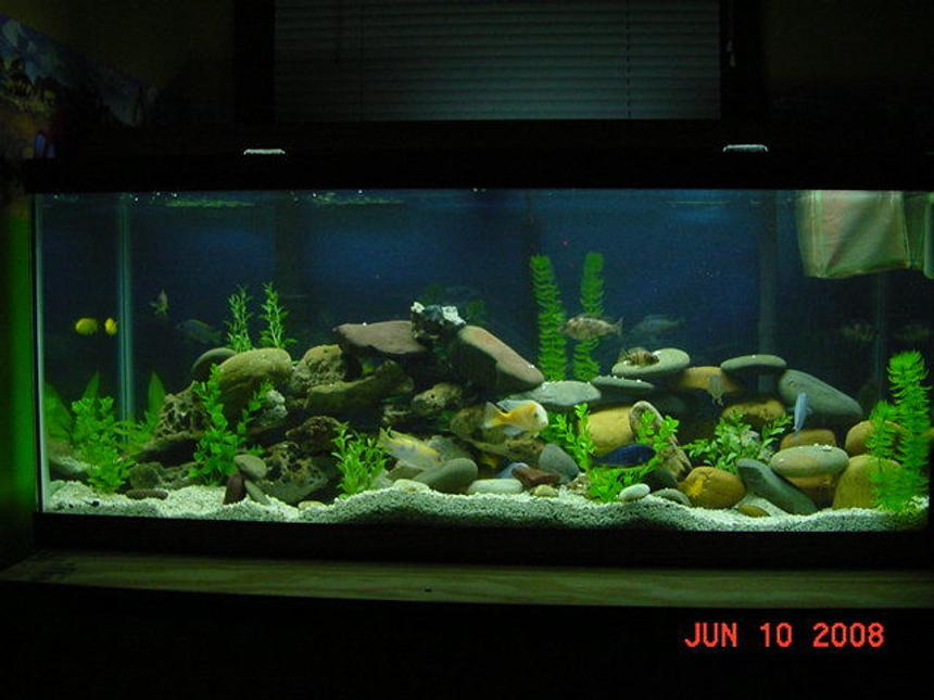 Rated #327: 75 Gallons Freshwater Fish Tank - 75 Gallon African Tank - Plastic Plants - Lace and River Rock - Who Needs TV When You Have One of These - Talk About a Big Screen!!!