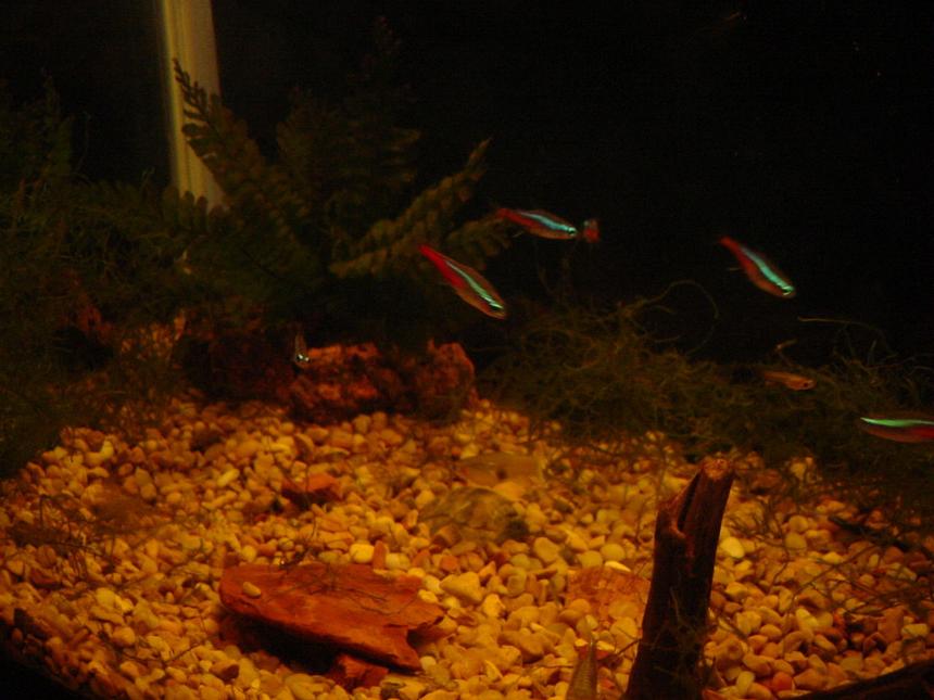 Rated #2235: Freshwater Fish - Paracheirodon Axelrodi - Cardinal Tetra Stocking In 50 Gallons Tank - The neon tetras