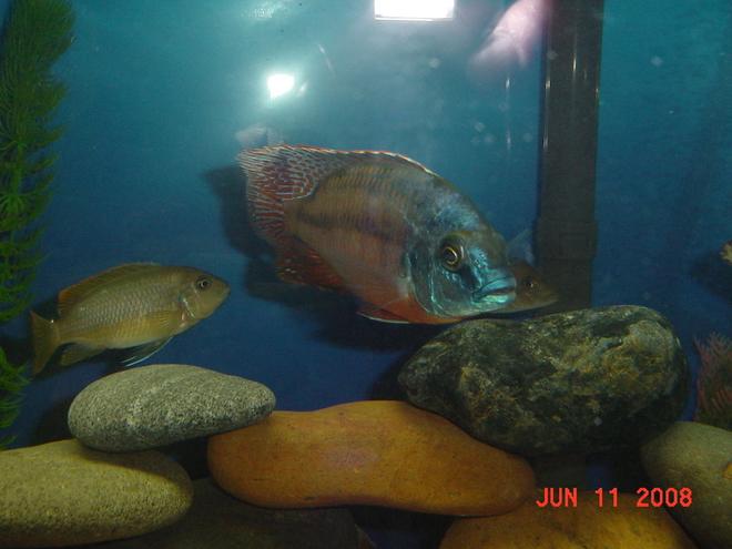 freshwater fish - protomelas taeniolatus - red empress stocking in 75 gallons tank - Red Empress 6 Hours in New Tank