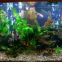 fish tank picture - My prize and joy, a bit over crowded, but everyone is moving to a 180/200 gallon soon!
