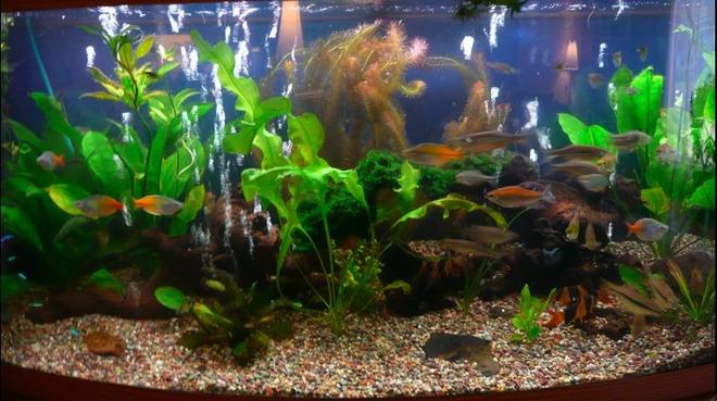 75 gallons planted tank (mostly live plants and fish) - My prize and joy, a bit over crowded, but everyone is moving to a 180/200 gallon soon!
