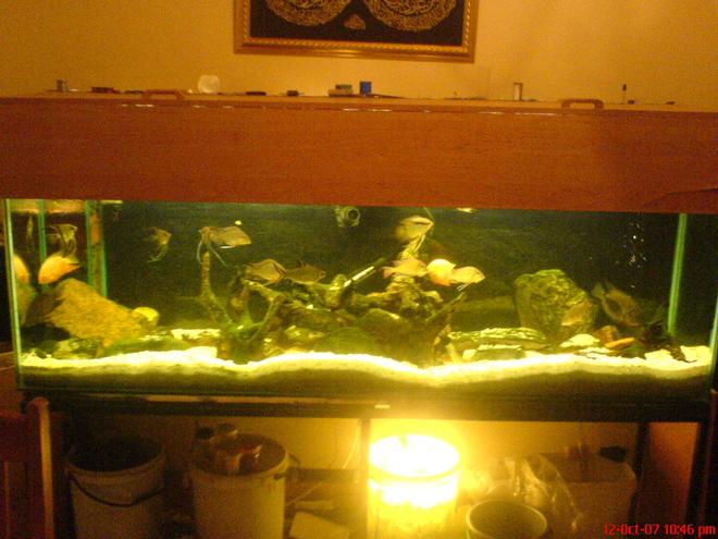 150 gallons freshwater fish tank (mostly fish and non-living decorations) - this is a crapy picture, but the 500kb is too little to get a quality oicture up-but i will make a plan.
i'll get a better pic up sometime
