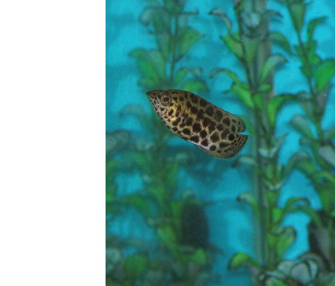 freshwater fish - ctenopoma acutirostre - leopard ctenopoma stocking in 110 gallons tank - Leopard Ctenopoma