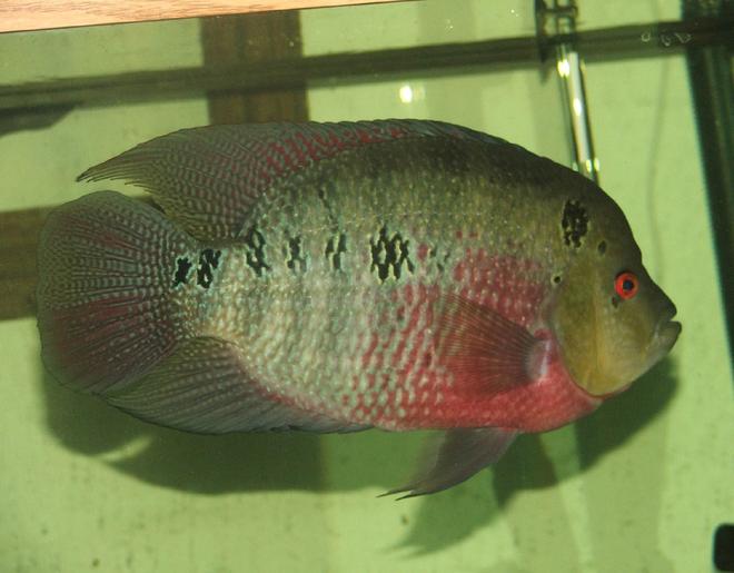 freshwater fish - cichlasoma sp. - flower horn cichlid stocking in 110 gallons tank - my 13in Flowerhorn