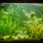 21 gallons planted tank (mostly live plants and fish) - DIY tank 12,000K light DIY External Filter Co2 system This picture was taken 2 weeks after setup.