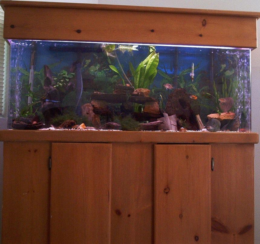 Rated #1927: 55 Gallons Planted Tank - full front of tank