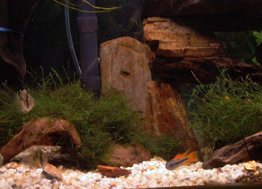 Rated #2334: 55 Gallons Freshwater Fish Tank - picture of Keyholes and Orange Flash