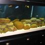 75 gallons freshwater fish tank (mostly fish and non-living decorations) - Malawi Mbuna 75 gallon tank