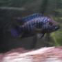freshwater fish - nandopsis octofasciatum - jack dempsey stocking in 90 gallons tank - His name is Shep. He is the most peaceful Jack Dempsey there is.