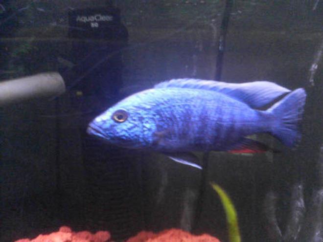 freshwater fish - sciaenochromis fryeri - electric blue hap stocking in 90 gallons tank - Blue Ahli.  He is difficult to photograph because the light just radiates off of him.  This is the best photo we got.  He is about six inches long.  We had a small Green Terror in the tank when we added Ahli.  After seeing his size, our green terror developed a ravenous appetite and grew 3 inches in a few months.  Once they became the same size it was time for green terror to move into his own tank.