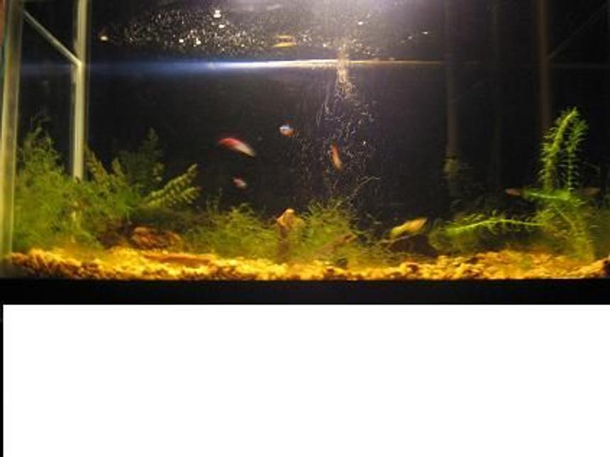 Rated #3889: 50 Gallons Freshwater Fish Tank - My fish tank.
