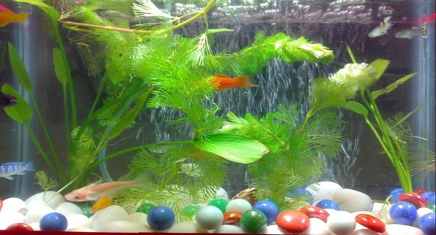 Rated #3843: 10 Gallons Freshwater Fish Tank - I have kept my tank natural decorated with live plants. Hope you guys like it!